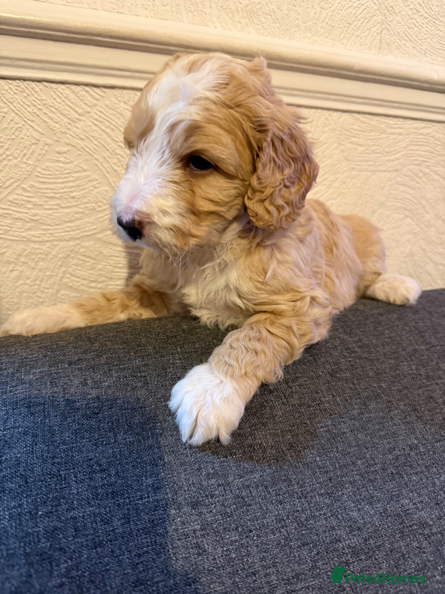 Australian Labradoodle dogs AUSTRALIAN LABRADOODLE  - Advert 1