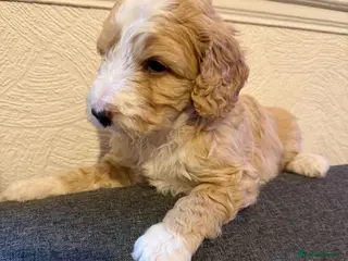 Australian Labradoodle dogs AUSTRALIAN LABRADOODLE - Advert 1