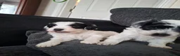 Mixed Breed dogs for sale: Cockapoochon - Advert 5