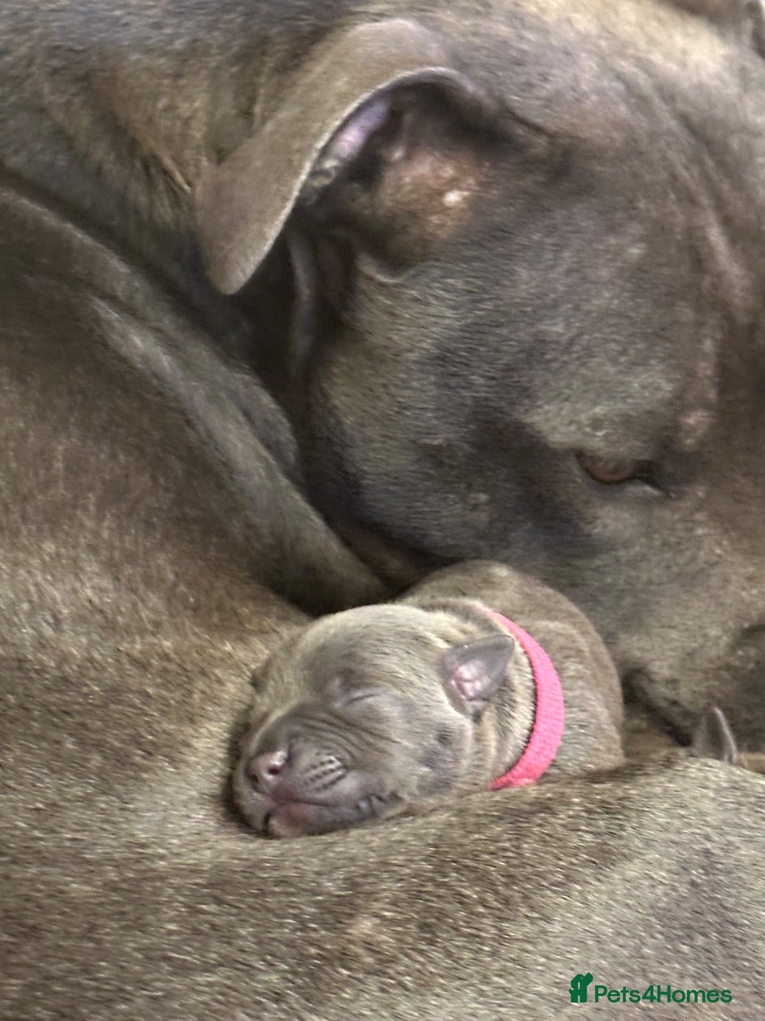 Staffordshire Bull Terrier dogs 🐾 Gorgeous Blue Staffordshire Bull Terriers Pups  - Advert 2