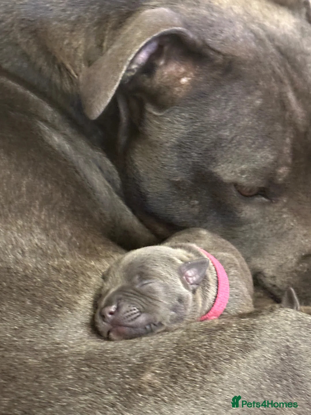 Staffordshire Bull Terrier dogs for sale: 🐾 Gorgeous Blue Staffordshire Bull Terriers Pups  - Advert 2