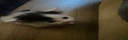 Mixed Breed cats for sale: 3 kittens for sale - Advert 10