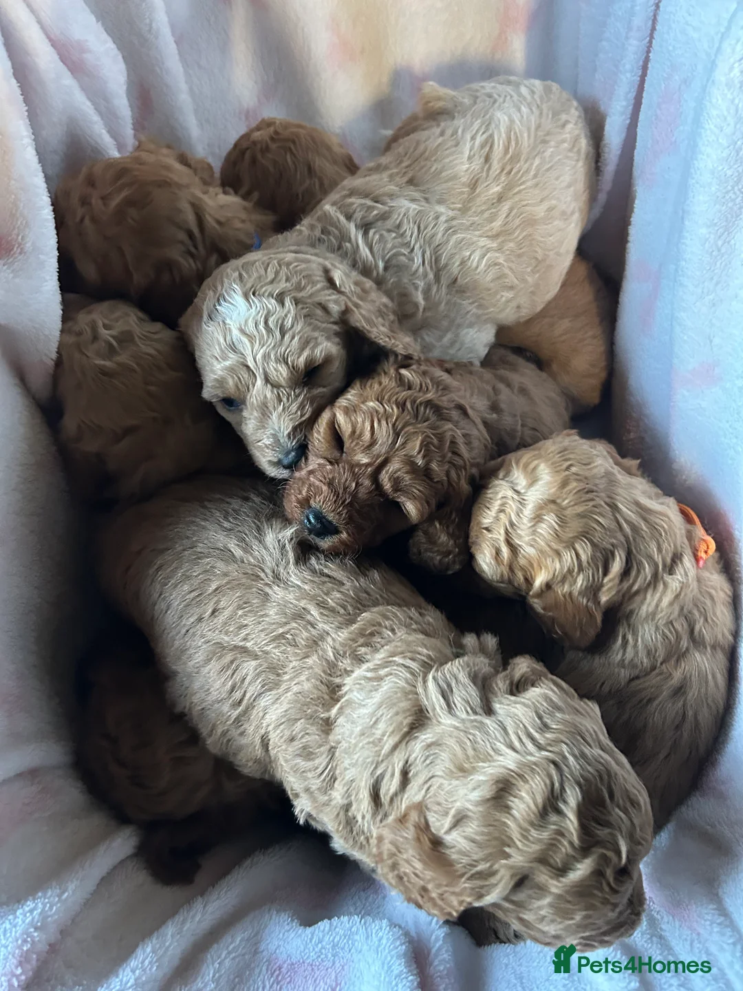 Cavapoo dogs for sale: Adventures of a curly cavapoo no further  - Advert 3