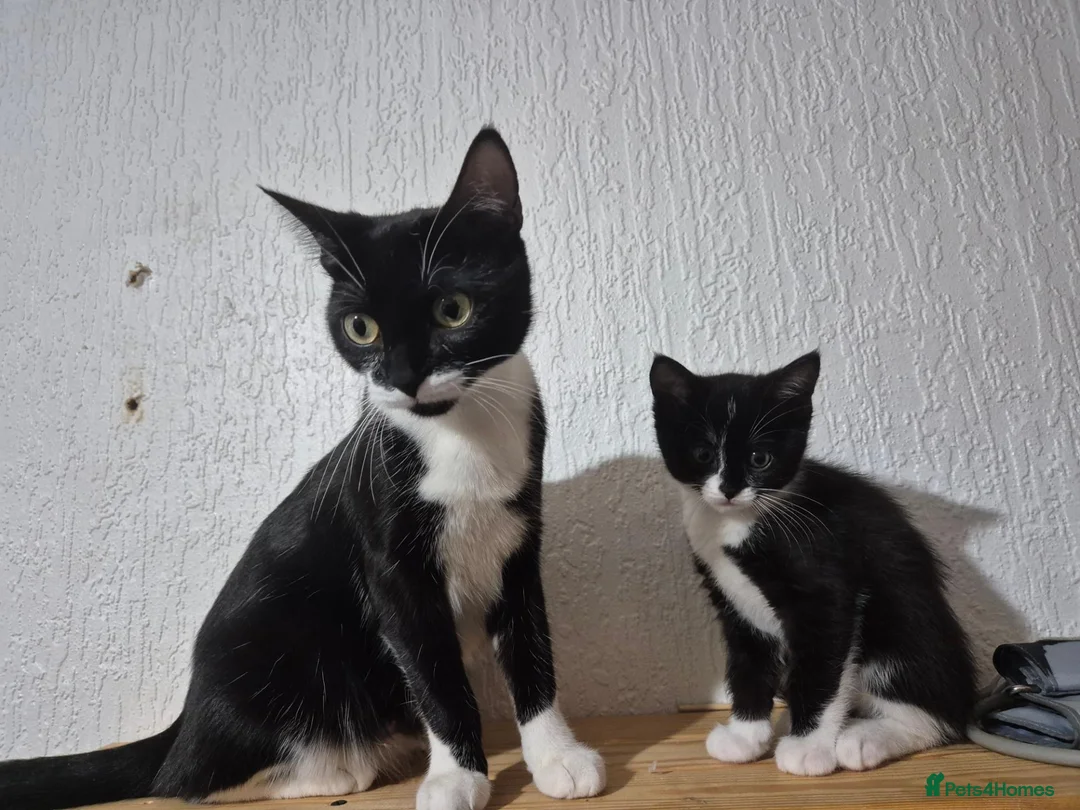 Ragdoll cats for sale: BSH Ragdoll mix - Advert 12