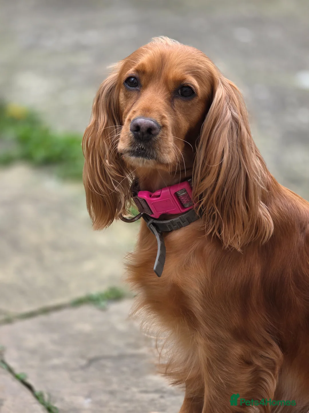 Cocker Spaniel dogs for sale: 3 show cocker spaniel boys for sale - Advert 12