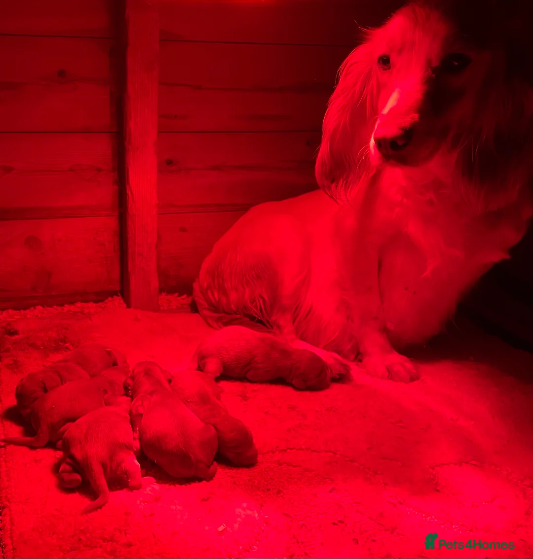 Cockapoo dogs for sale: Cockapoos  - Advert 8