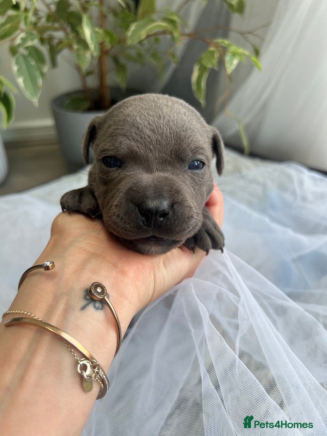 Staffordshire Bull Terrier dogs for sale: 🔷 Pharaon Champion Line Pups 🔷 in Wolverhampton - Image 11