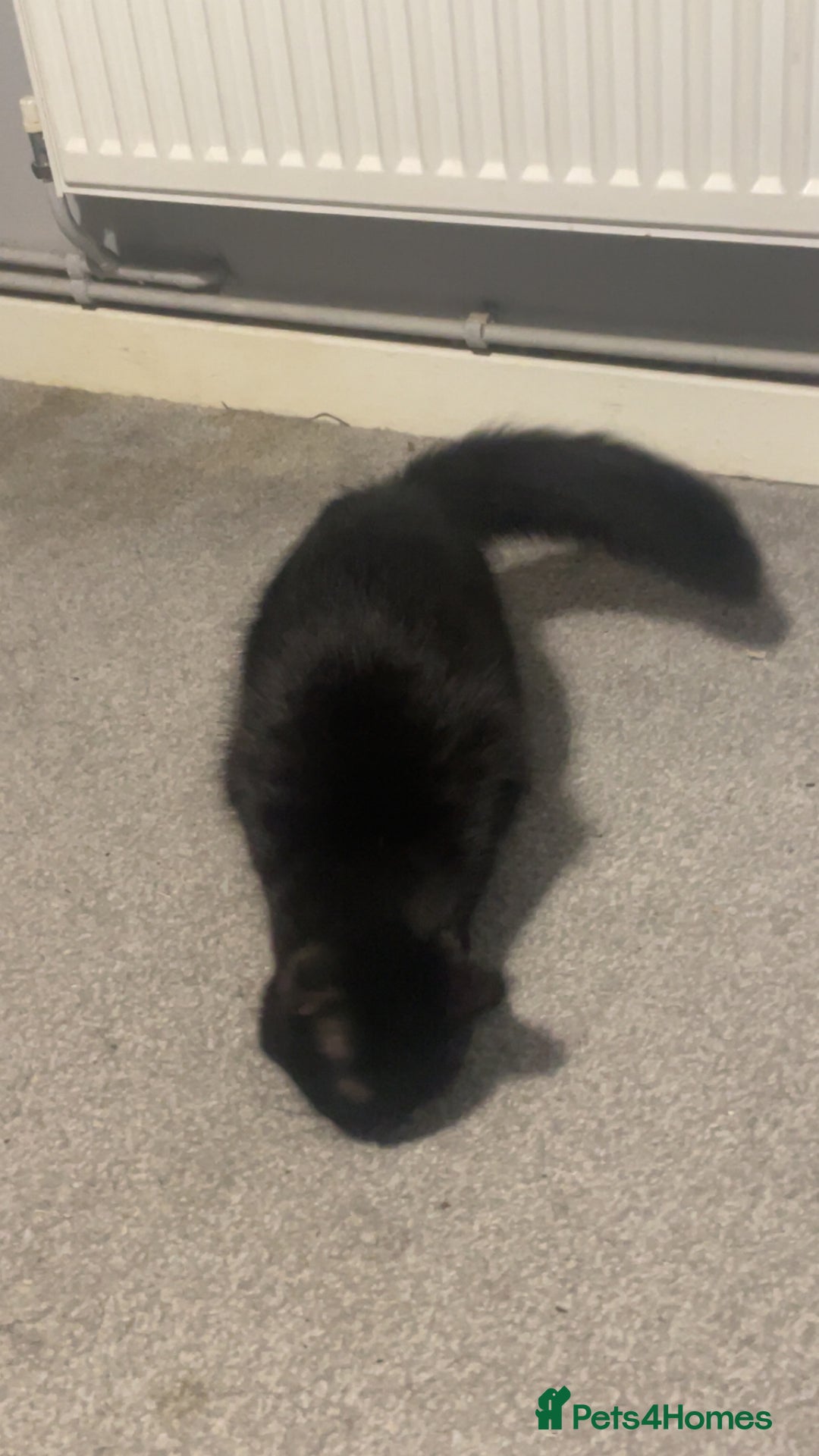 Mixed Breed cats for sale: Cat for sale  - Advert 6