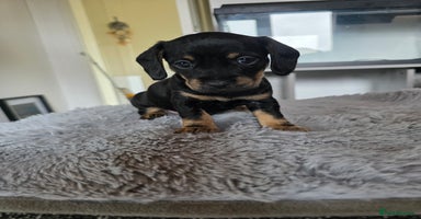 Mixed Breed dogs - Advert 4