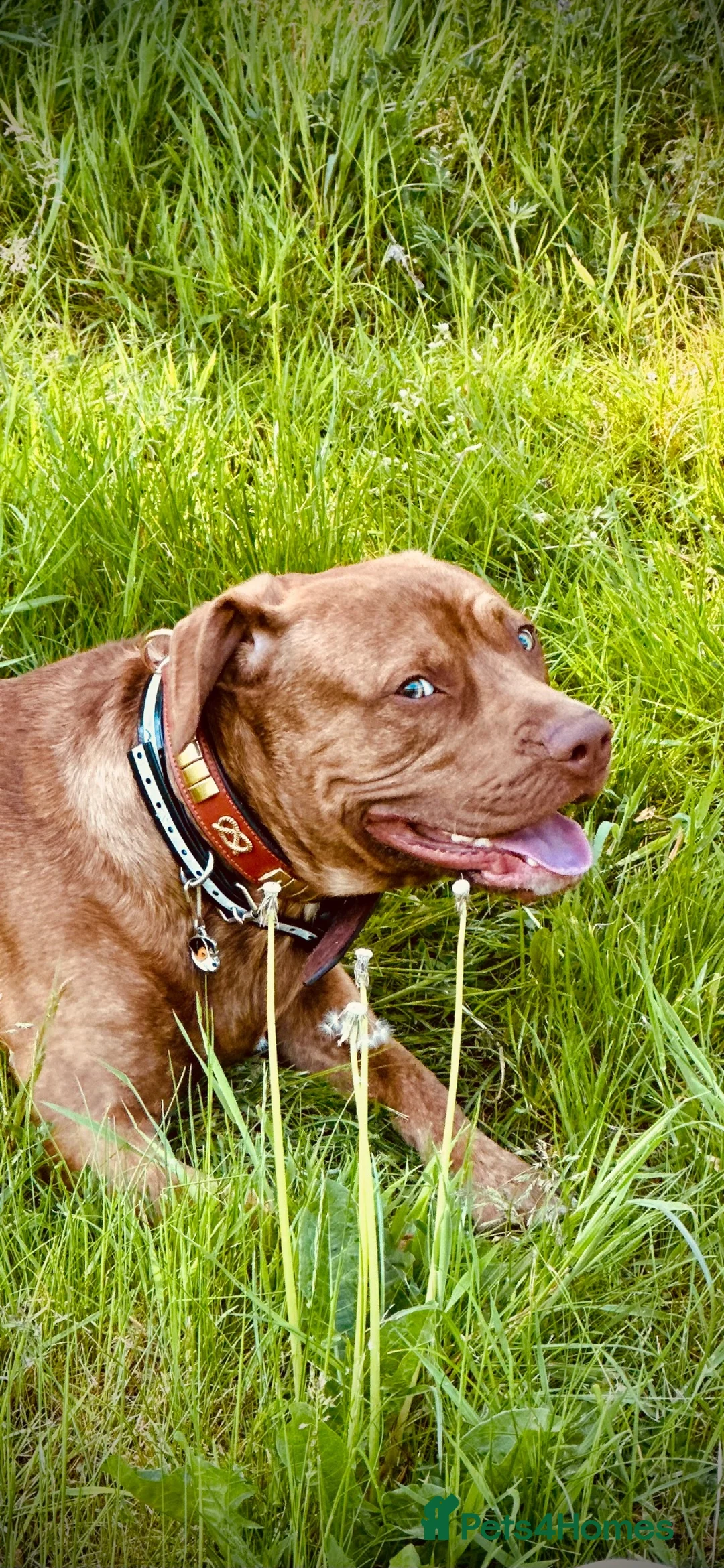 Mixed Breed dogs for sale: Two and a half year old presa canario staffy mix in Runcorn - Advert 2