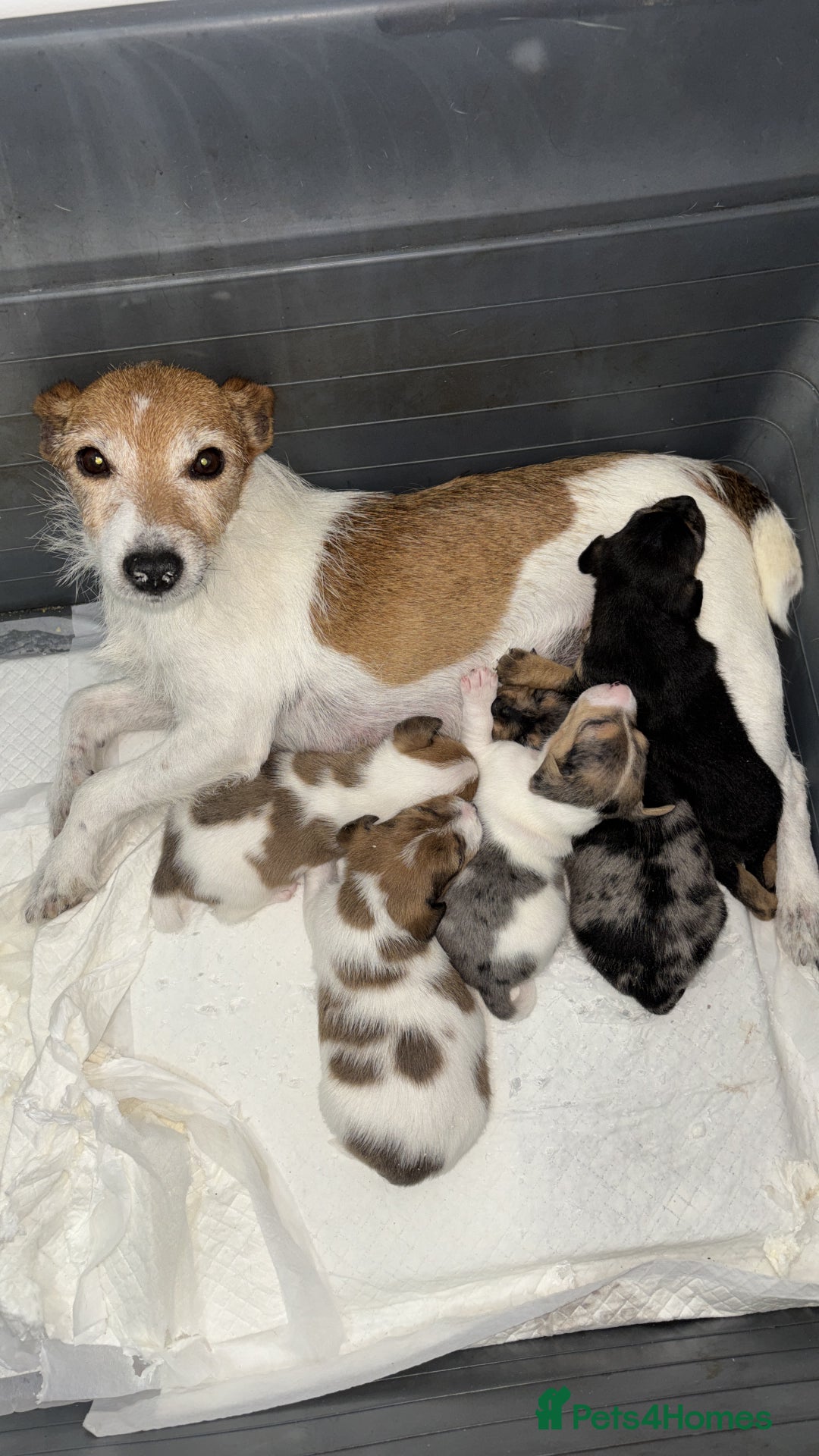 Jack Russell dogs for sale: One boy and one girl Jack Russell left  - Image 2