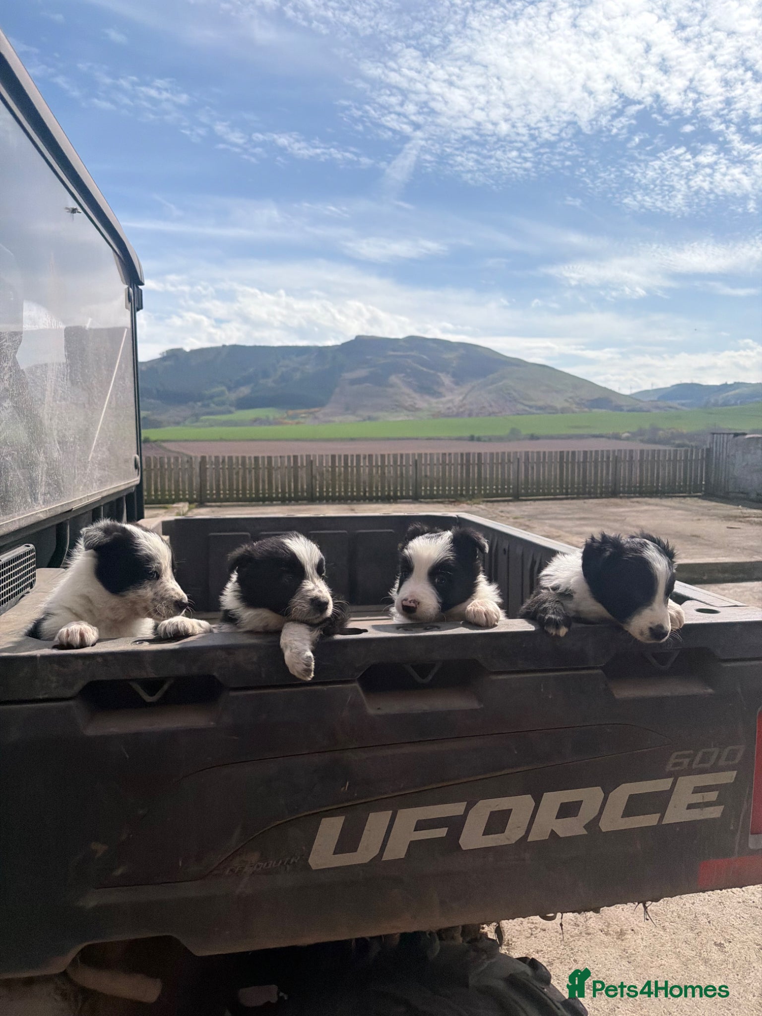 Border Collie dogs Sheepdog border collie pups for sale - Advert 1