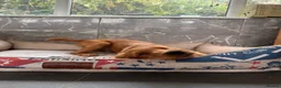 Mixed Breed dogs for sale: Ready now  ☘️ Golden Irish puppies available  ☘️ - Advert 3