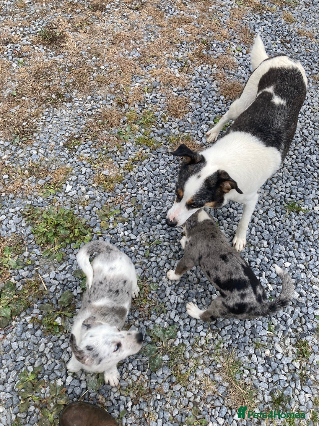 Border Collie dogs for sale: Blue Merle collies  - Image 7