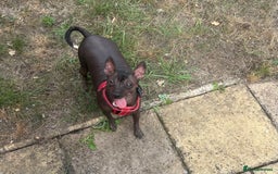 Mexican Hairless dogs for sale: Mexican Hairless, mini - Image 11