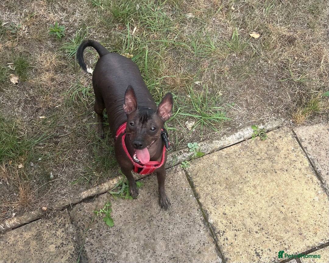 Mexican Hairless dogs for sale: Mexican Hairless, mini - Image 11