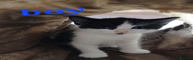 Mixed Breed 2