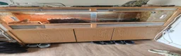 Bearded Dragon reptiles for sale: Bearded Dragon in Moreton-in-Marsh - Advert 2