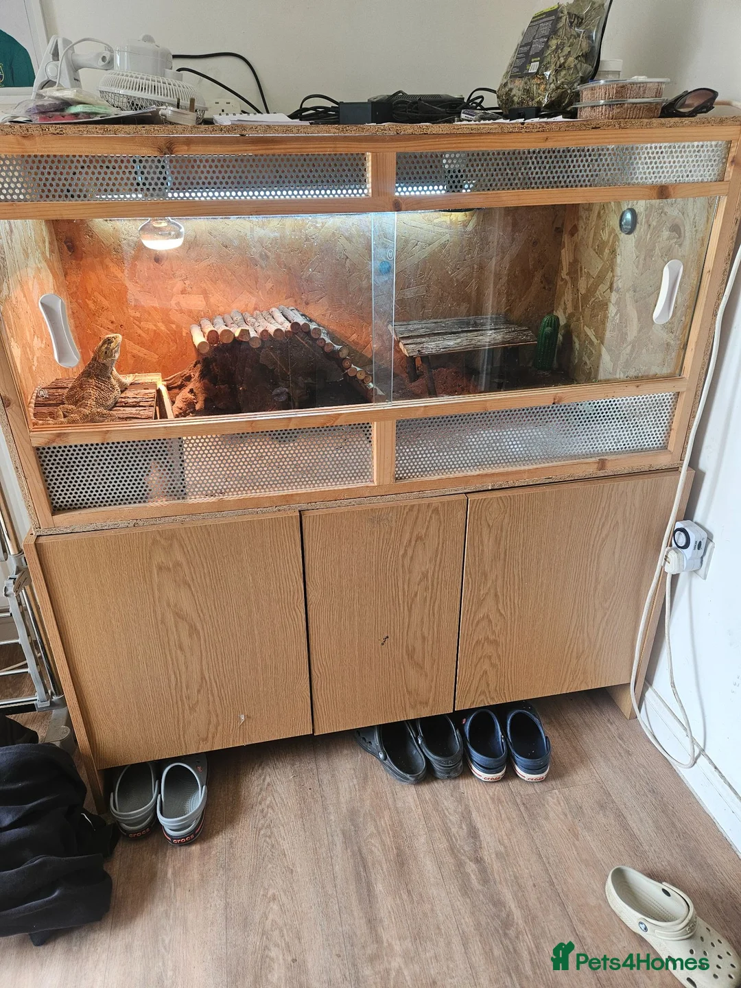 Bearded Dragon reptiles for sale: Bearded Dragon in Moreton-in-Marsh - Advert 2