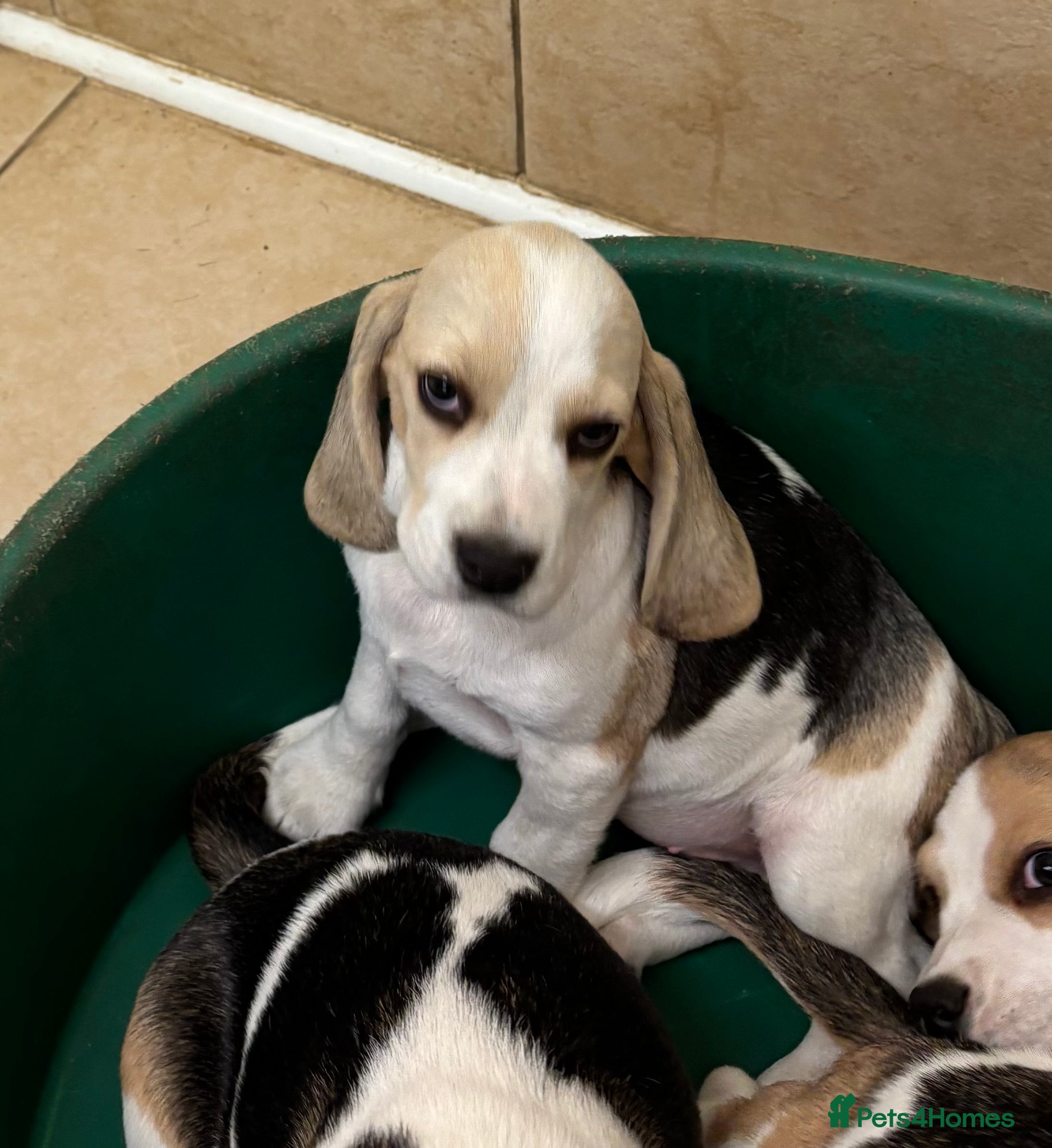 Beagle dogs Quality Tricolour Beagle Puppies - Advert 2