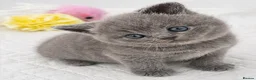 British Shorthair cats for sale: Beautiful British Shorthair Kittens Available - Advert 3