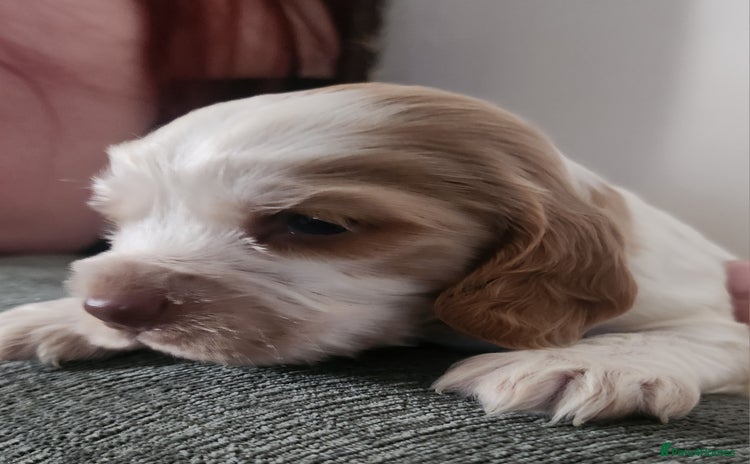 Cocker Spaniel dogs - Advert 1