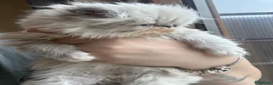 Persian Kitten 2