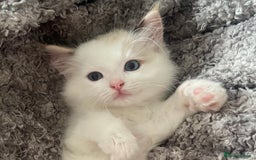 Ragdoll cats for sale: 💞 Beautiful Pure Ragdolls 💞 - Image 7