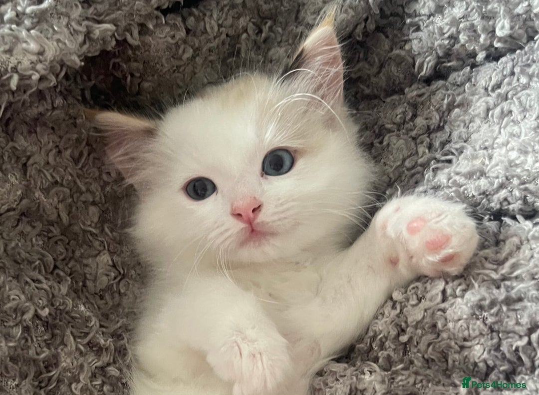Ragdoll cats for sale: 💞 Beautiful Pure Ragdolls 💞 - Image 7