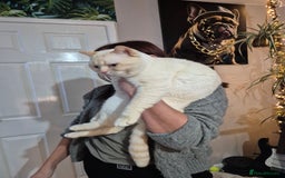 British Shorthair cats for sale: (💙LAST WHITE KITTEN🤍) Stunning Pure BSH kittens  - Advert 13