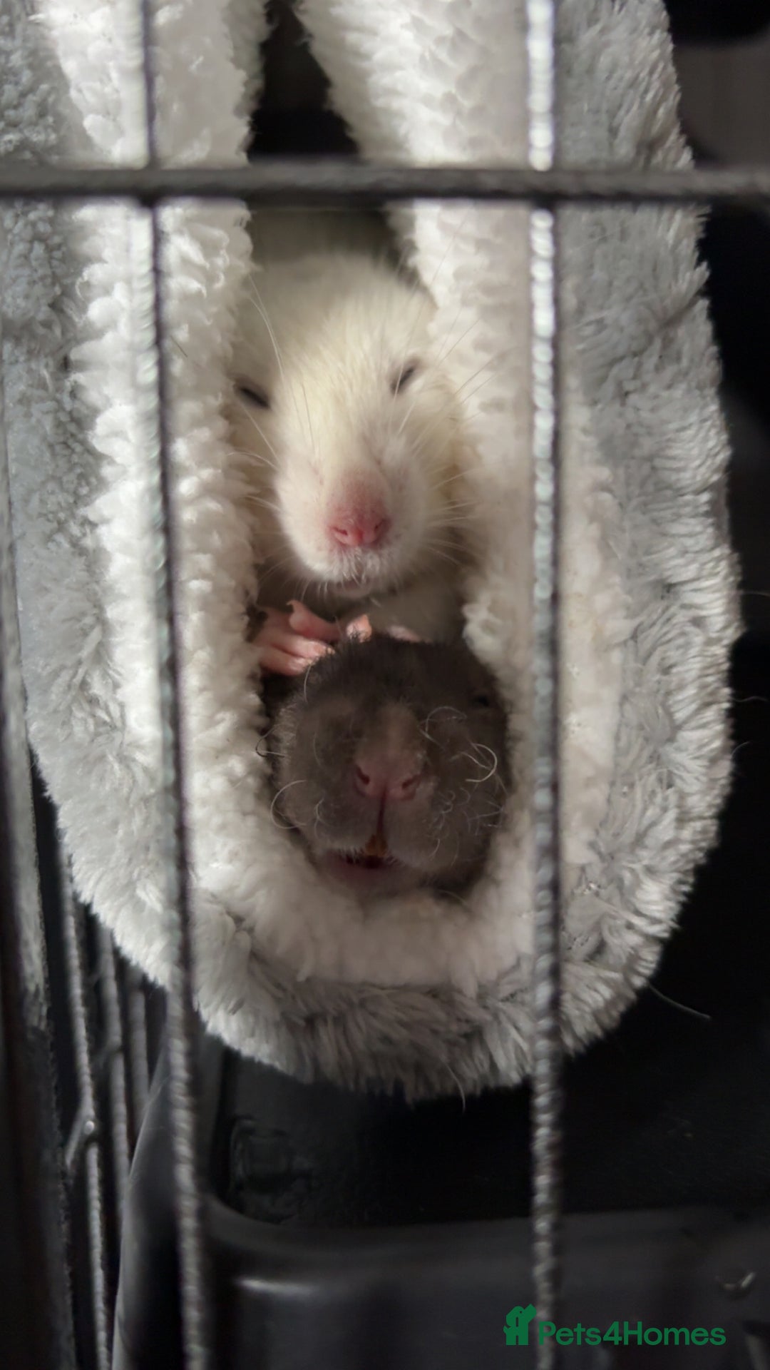 Rat rodents for sale: Young male rats and cage for sale - Advert 5