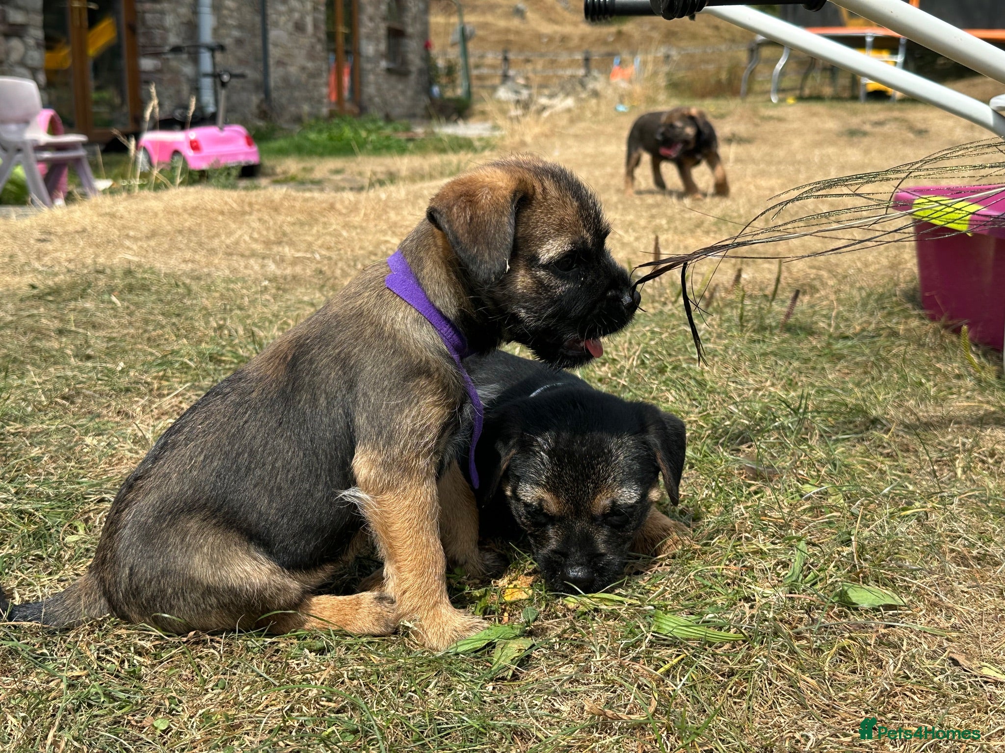 Border Terrier dogs Beautiful Border Terrier Pups - Advert 4
