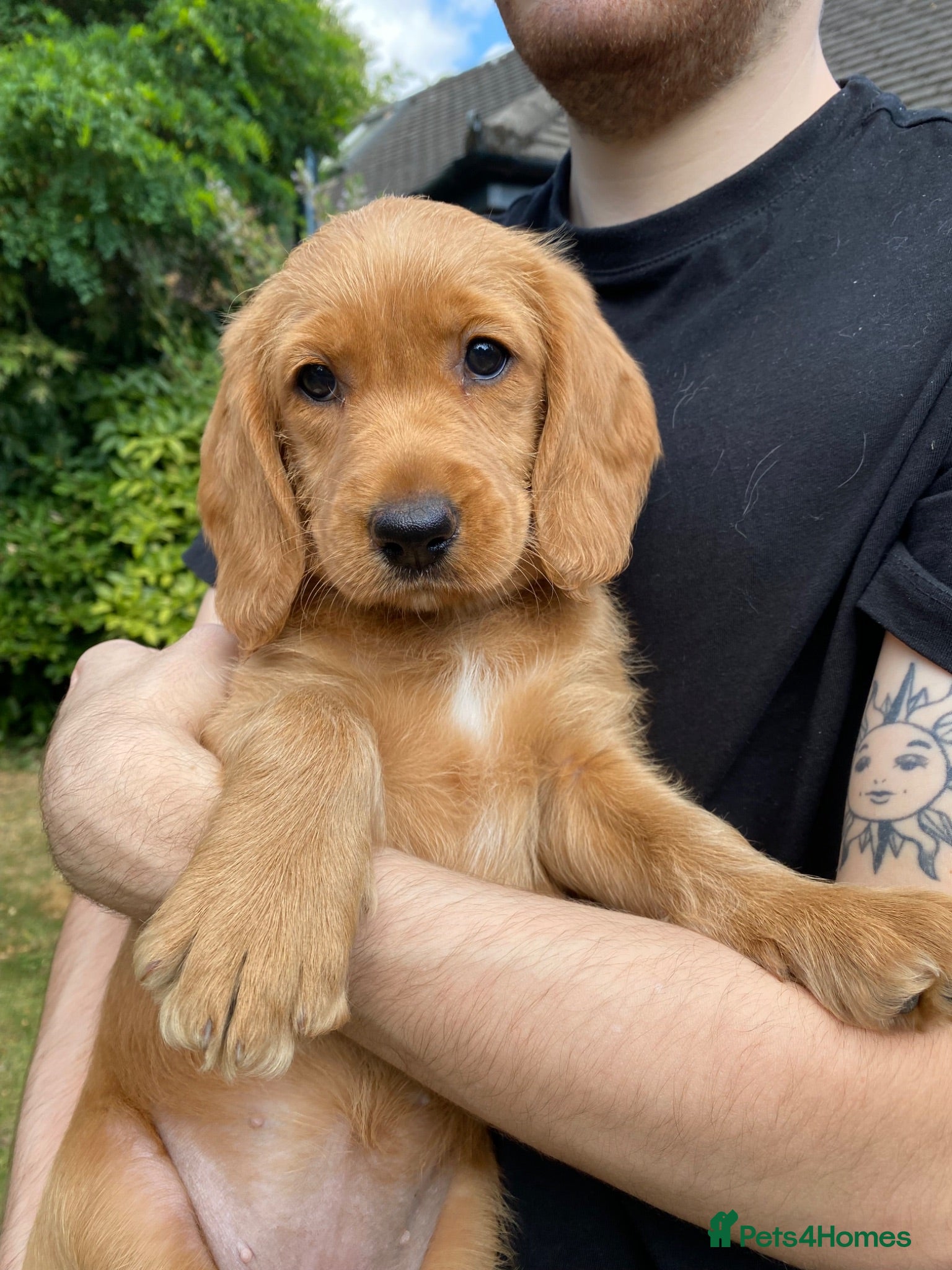 Labradoodle dogs Extensively Health Tested F1 Labradoodle Puppies - Advert 4