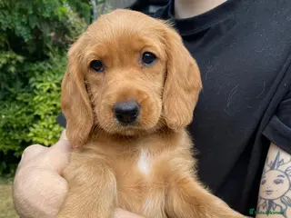 Labradoodle dogs Extensively Health Tested F1 Labradoodle Puppies - Advert 4