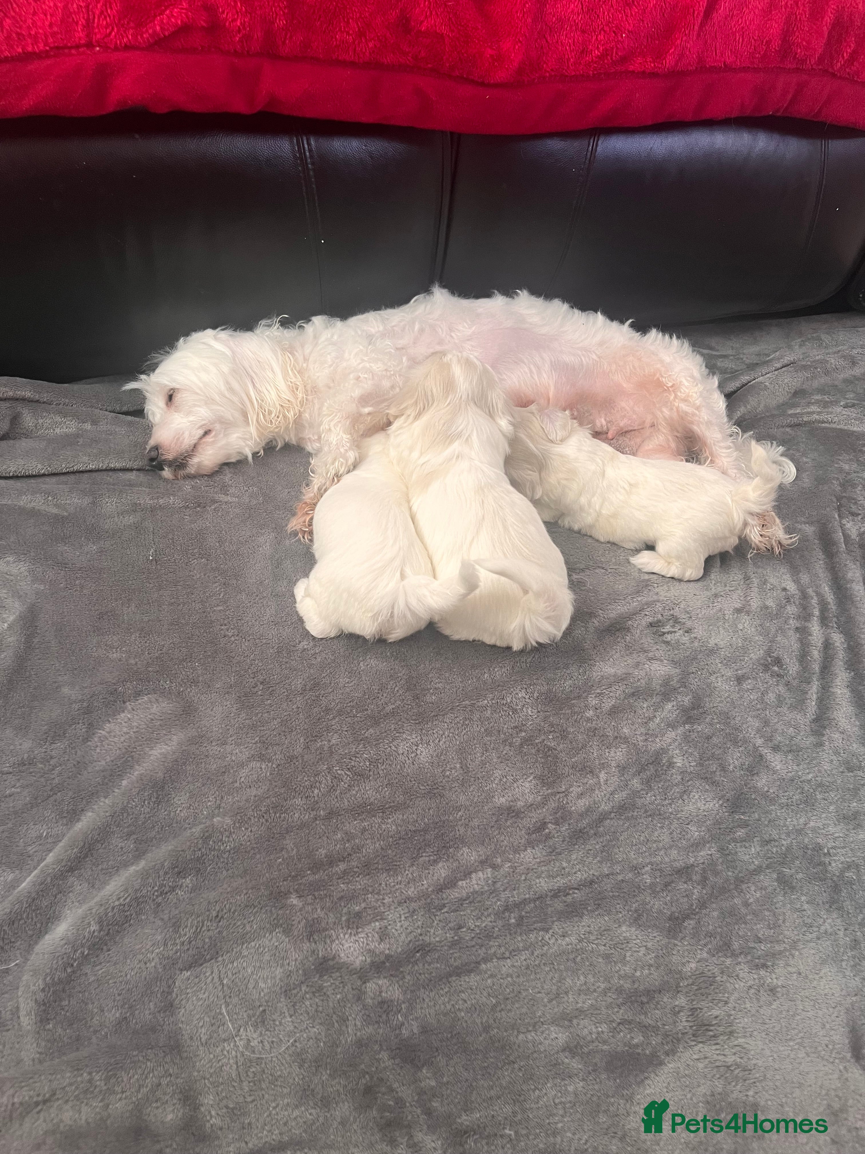 Maltese dogs Bichon puppies  - Advert 2