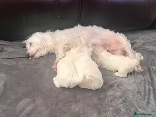 Maltese dogs Bichon puppies - Advert 2