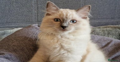 Ragdoll cats - Advert 11