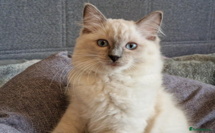 Ragdoll cats - Advert 12