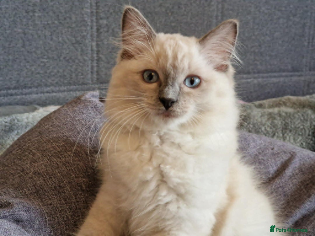 Ragdoll cats for sale: GRAND Champion European Line kittens.FULL PEDIGREE - Image 1