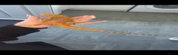 Bearded Dragon reptiles for sale: Waffles-Male bearded dragon and enclosure for sale in Felixstowe - Advert 2