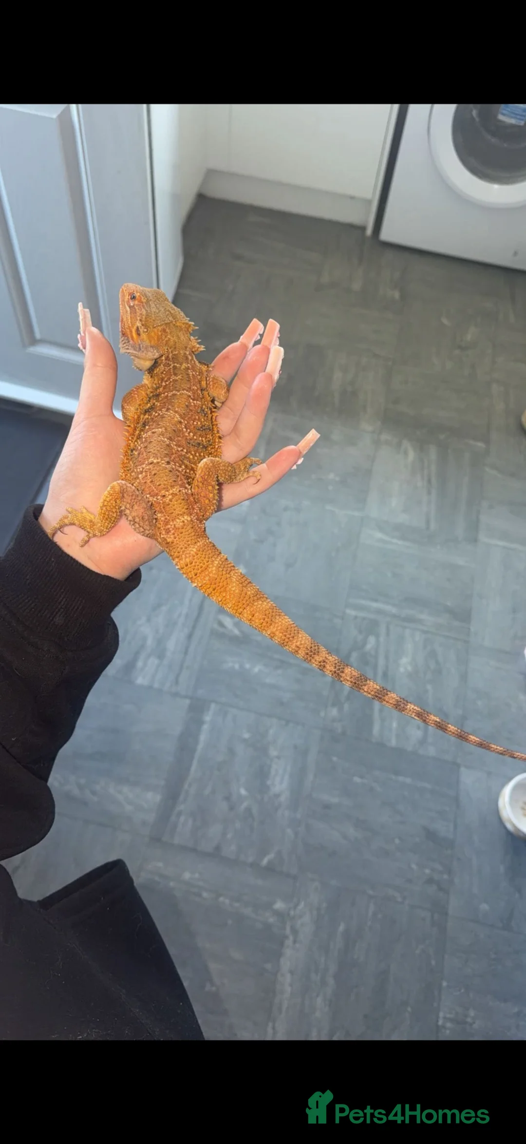 Bearded Dragon reptiles for sale: Waffles-Male bearded dragon and enclosure for sale in Felixstowe - Advert 2