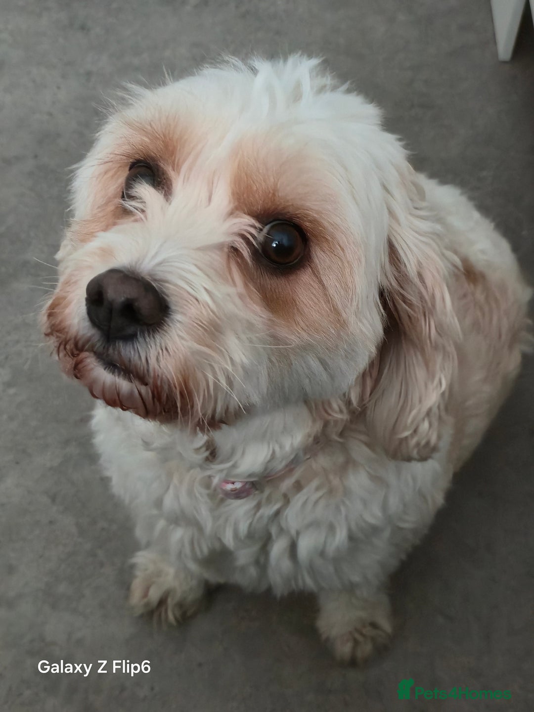 Cavapoo dogs for sale: Cavapoo Girl Age 6 Years - Advert 3