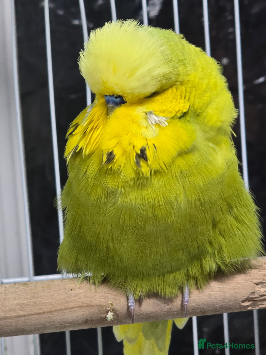 Budgerigars birds for sale: Exhibition Budgies - Advert 6