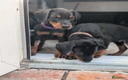 Dobermann dogs for sale: Doberman puppies "ready now" - Image 29