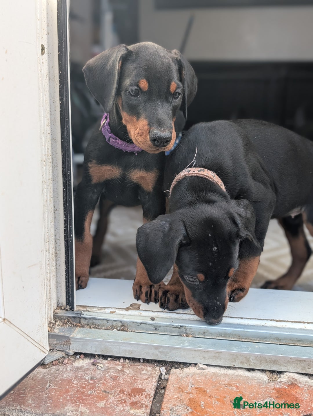 Dobermann dogs for sale: Doberman puppies "ready now" - Image 29