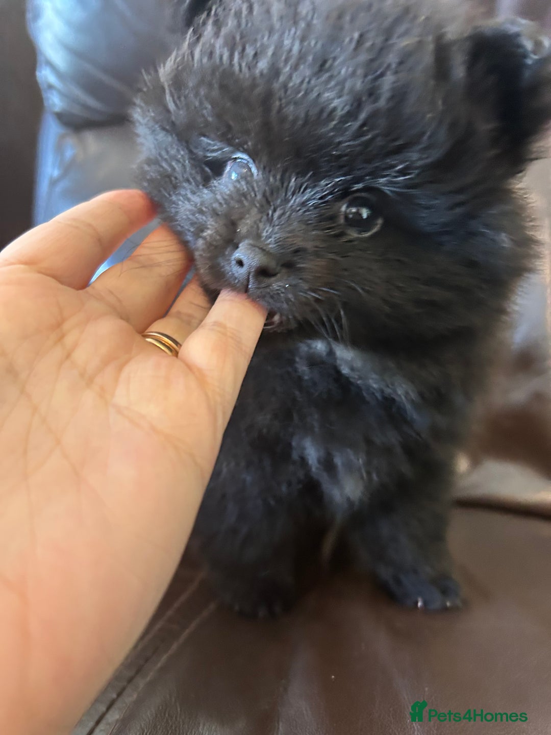 Pomeranian dogs for sale: Pomeranians - ONLY BLACK BOY LEFT - Advert 32