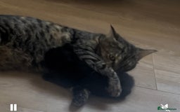 Maine Coon cats for sale: Females kittens ready for their forever home  - Image 3