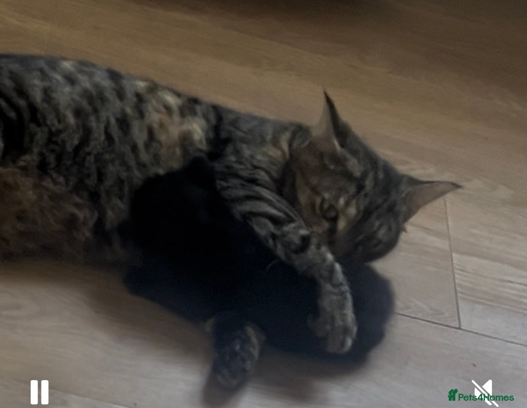 Maine Coon cats for sale: Females kittens ready for their forever home  - Image 3