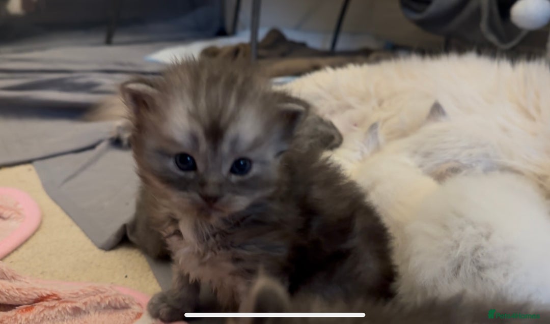 Perdoll cats for sale: PERDOLL KITTENS FOR SALE - Advert 1