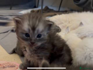 Perdoll cats PERDOLL KITTENS FOR SALE - Advert 16